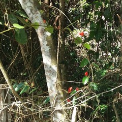 Passiflora tholozanii