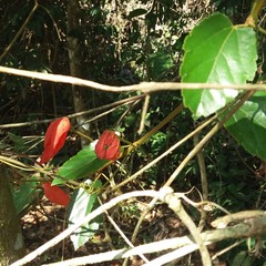 Passiflora tholozanii
