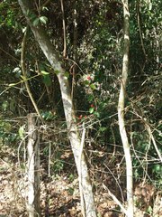 Passiflora tholozanii