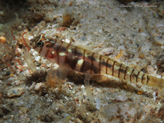 Tigrigobius macrodon