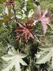 Ricinus communis
