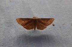 Hypolamprus
