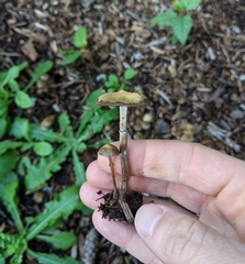 Psilocybe stuntzii