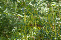 Monococcus echinophorus