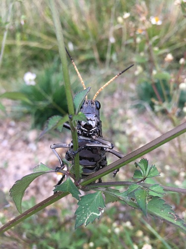 Romalea centurio