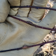 Neolasioptera cornicola