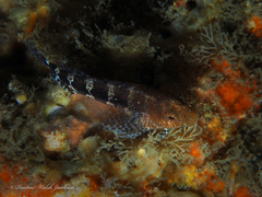 Hypleurochilus bermudensis