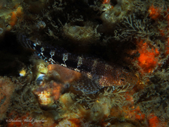Hypleurochilus bermudensis