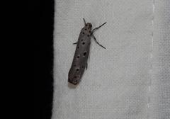 Ethmia circumdatella