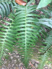 Blechnum appendiculatum