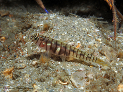 Tigrigobius macrodon