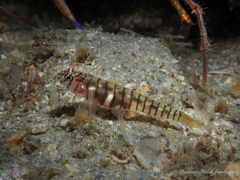 Tigrigobius macrodon