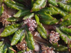 Eriachaenium magellanicum