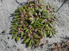 Eriachaenium magellanicum