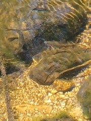 Pseudobarbus swartzi