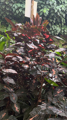 Graptophyllum pictum