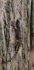 Enyalioides