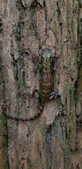 Enyalioides