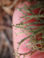 Cladonia multiformis