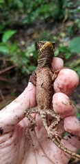 Enyalioides