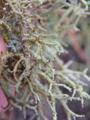Cladonia multiformis