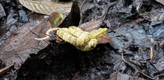 Bothrops punctatus