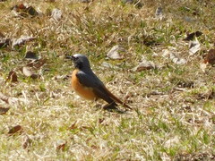 Phoenicurus phoenicurus