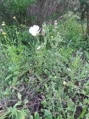 Oenothera tetraptera