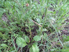 Oenothera tetraptera