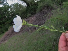 Oenothera tetraptera