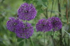 Allium aflatunense
