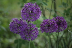 Allium aflatunense