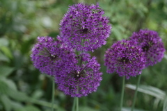 Allium aflatunense
