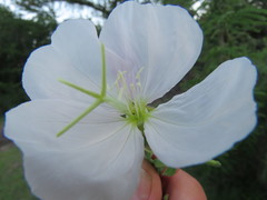 Oenothera tetraptera
