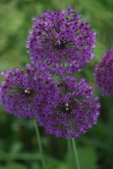 Allium aflatunense