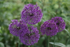 Allium aflatunense