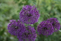 Allium aflatunense