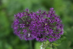 Allium aflatunense