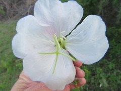 Oenothera tetraptera