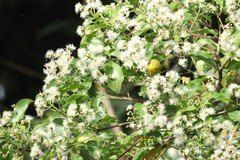 Zosterops stenocricotus