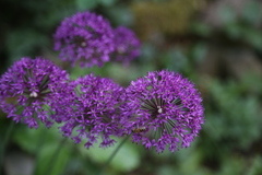 Allium aflatunense