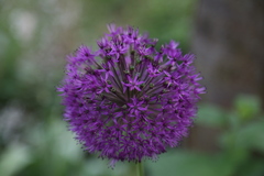 Allium aflatunense