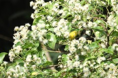 Zosterops stenocricotus