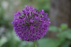 Allium aflatunense