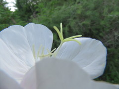 Oenothera tetraptera