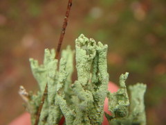 Cladonia sulphurina