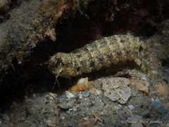Pseudosquilla ciliata