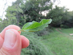 Oenothera tetraptera