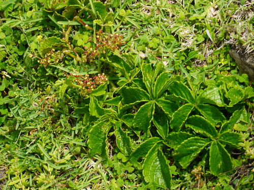 Cyphostemma cirrhosum