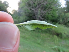 Oenothera tetraptera